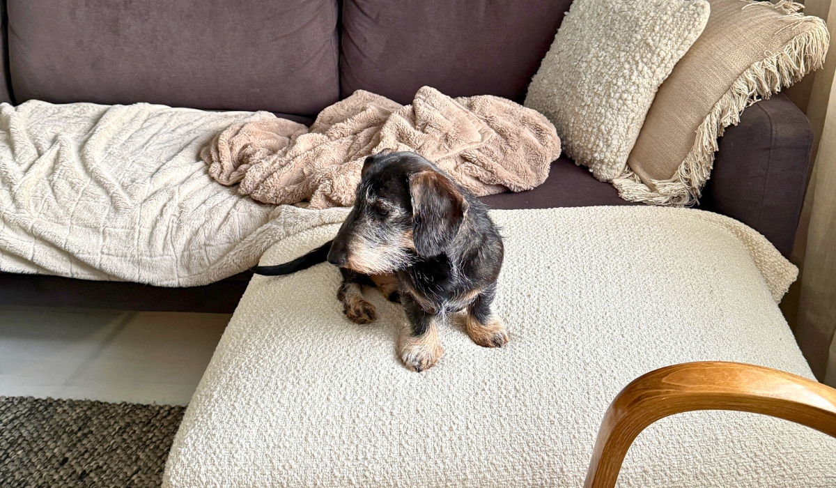 Koira seuraamassa nuohousta.